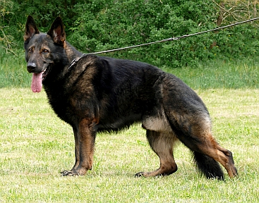 Sirius